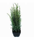 Juniperus