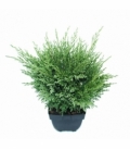 Juniperus