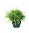 Juniperus