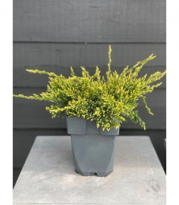 Juniperus