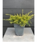 Juniperus