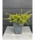 Juniperus