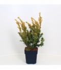 Taxus