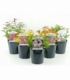 Spiraea
