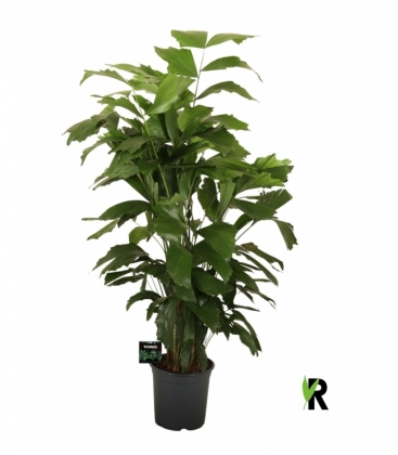 Caryota