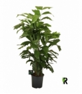 Caryota