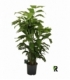 Caryota