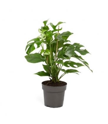 Monstera