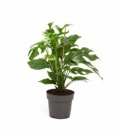 Monstera