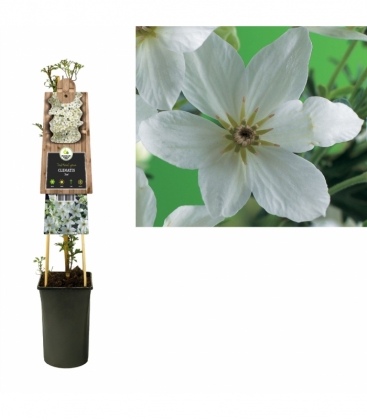 Clematis