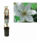 Clematis