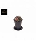 Gymnocalycium