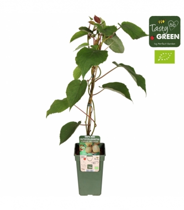 Actinidia