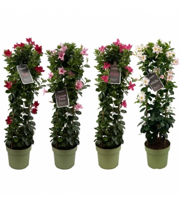 Mandevilla