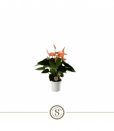 Anthurium