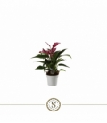 Anthurium