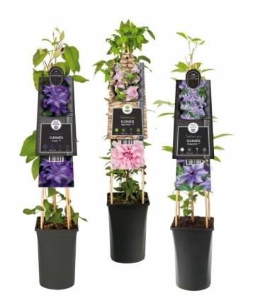 Clematis
