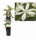 Clematis