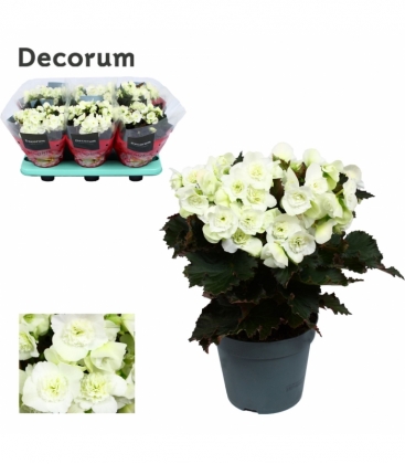 Begonia