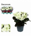 Begonia