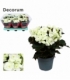 Begonia