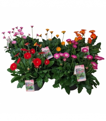 Gerbera