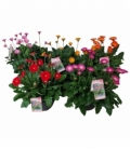 Gerbera