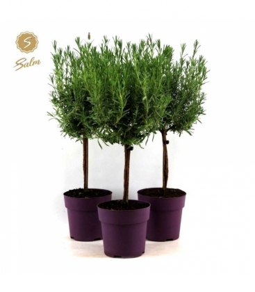 Lavandula