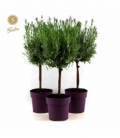 Lavandula