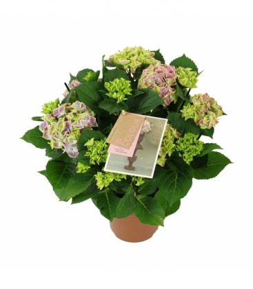 Hydrangea