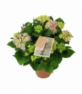 Hydrangea