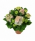 Hydrangea
