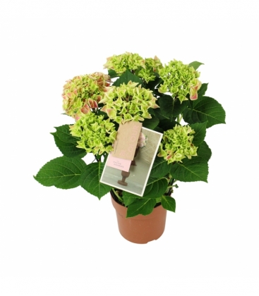 Hydrangea