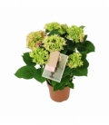Hydrangea