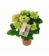 Hydrangea
