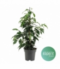 Ficus