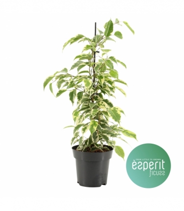 Ficus