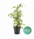 Ficus