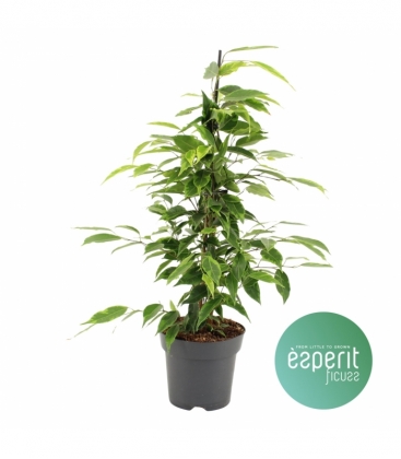 Ficus