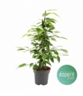 Ficus
