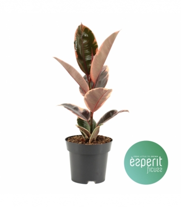 Ficus