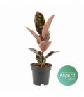Ficus