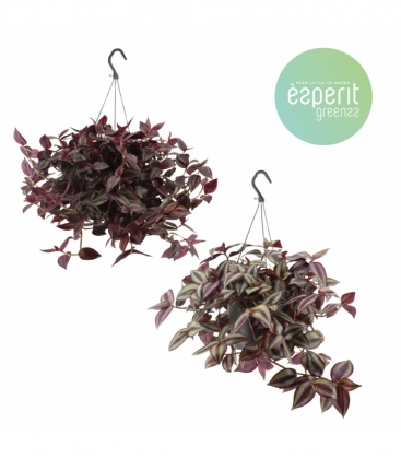 Tradescantia