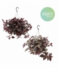 Tradescantia