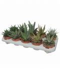 Aloe
