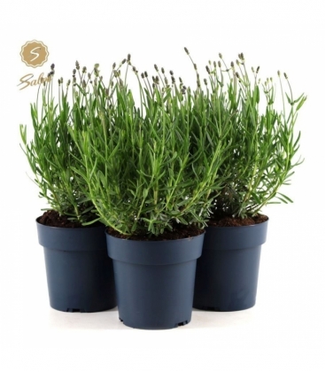 Lavandula