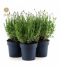 Lavandula