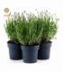 Lavandula