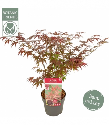 Acer
