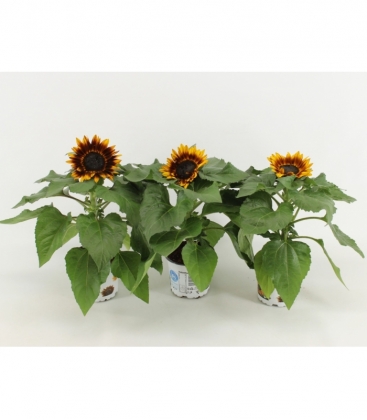 Helianthus